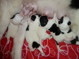 Landseerwelpen E-Wurf 1. Woche 10.JPG