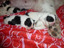 Landseerwelpen E-Wurf 1. Woche 11.JPG