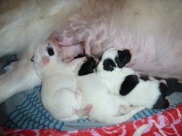 Landseerwelpen E-Wurf 1. Woche 12.JPG