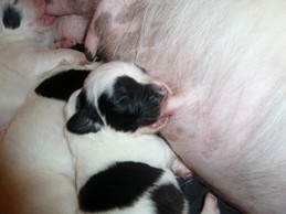 Landseerwelpen E-Wurf 1. Woche 13.JPG