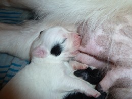 Landseerwelpen E-Wurf 1. Woche 14.JPG