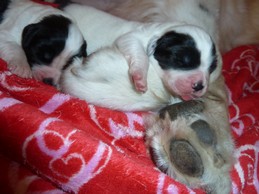 Landseerwelpen E-Wurf 1. Woche 15.JPG