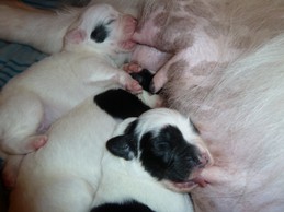 Landseerwelpen E-Wurf 1. Woche 16.JPG