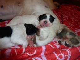 Landseerwelpen E-Wurf 1. Woche 17.JPG