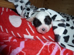 Landseerwelpen E-Wurf 1. Woche 18.JPG