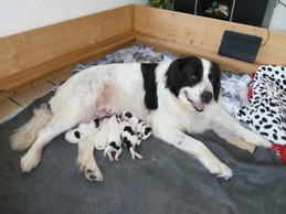 Landseerwelpen E-Wurf 1. Woche 1.JPG