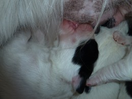 Landseerwelpen E-Wurf 1. Woche 2.JPG