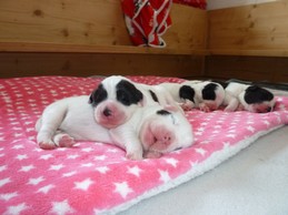 Landseerwelpen E-Wurf 1. Woche 3.JPG