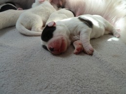 Landseerwelpen E-Wurf 1. Woche 4.JPG