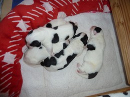 Landseerwelpen E-Wurf 1. Woche 5.JPG