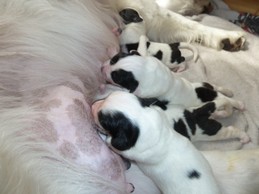 Landseerwelpen E-Wurf 1. Woche 6.JPG