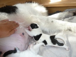 Landseerwelpen E-Wurf 1. Woche 7.JPG