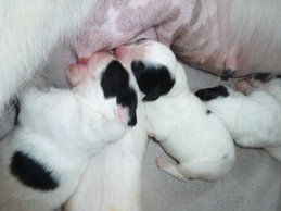 Landseerwelpen E-Wurf 1. Woche 8.JPG