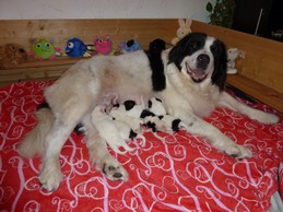 Landseerwelpen E-Wurf 1. Woche 9.JPG