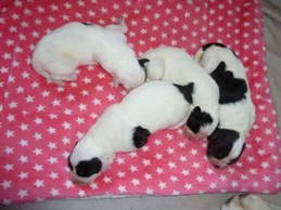 Landseerwelpen E-Wurf 1. Woche Hündinnen.JPG