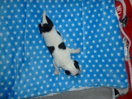 Landseerwelpen E-Wurf 1. Woche Rüde.JPG