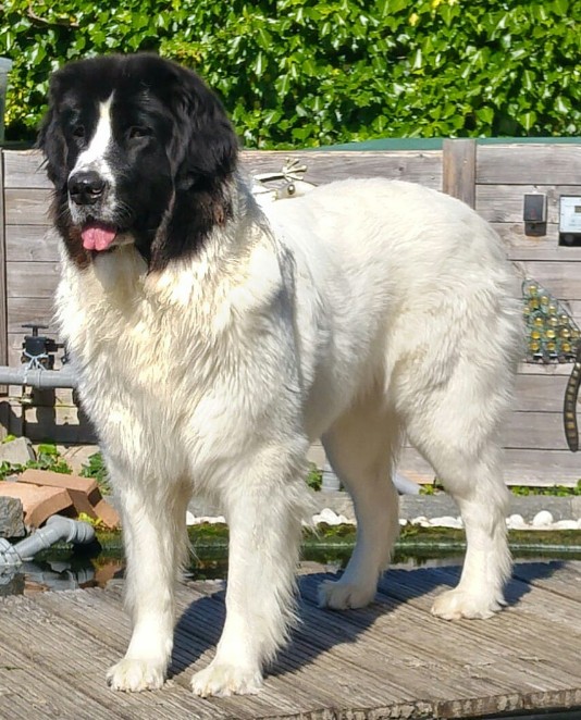 Die Mutter ist unsere Felora vom Palmenstein