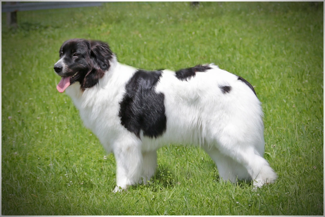 Landseer Hündin Cataleya vom Palmenstein