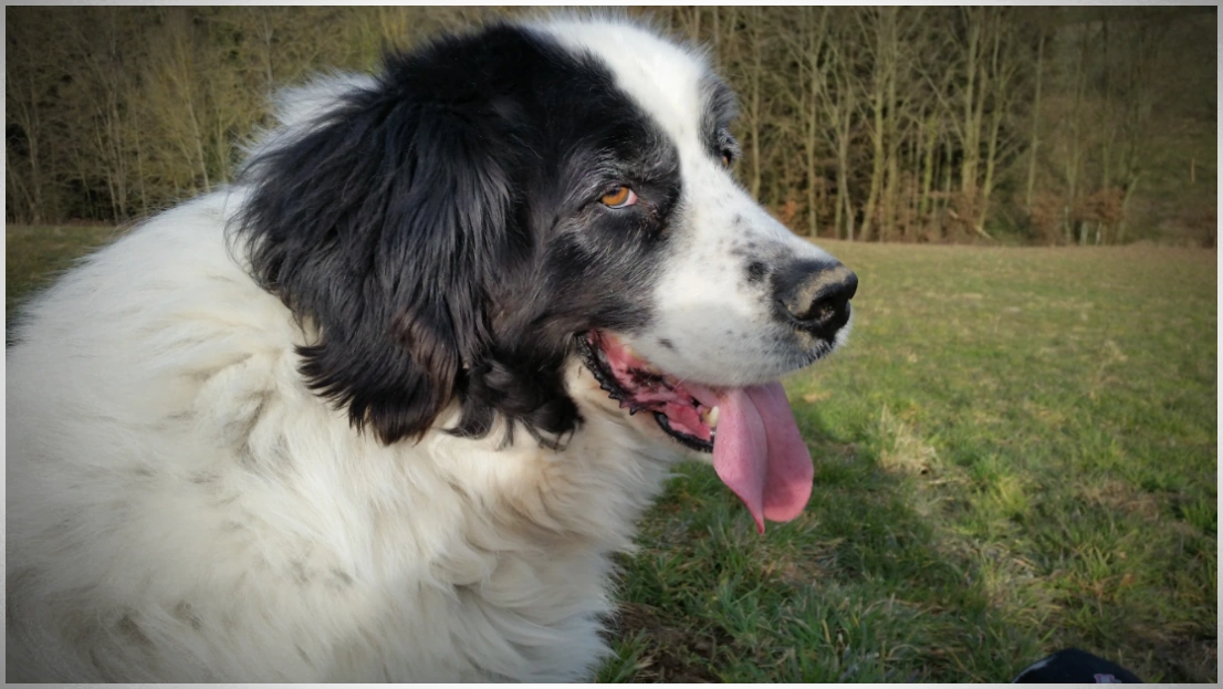 Landseerhündin Tyra