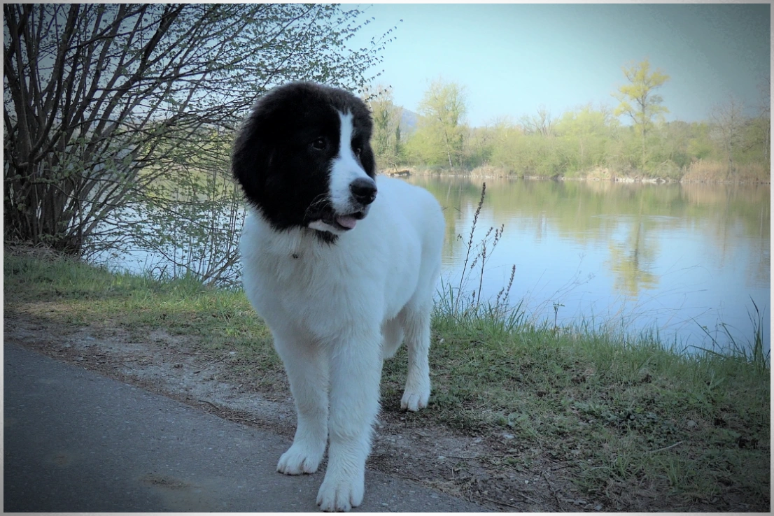 Landseerhündin Felora vom Palmenstein