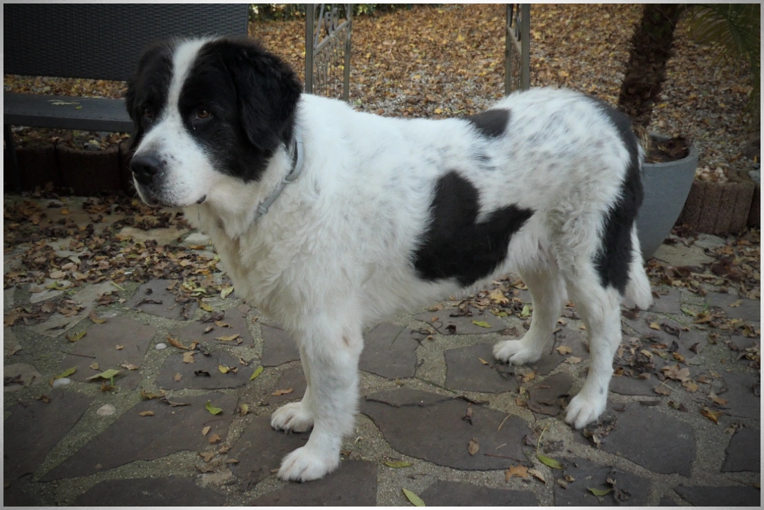 Landseerhündin Shanaya vom Palmenstein