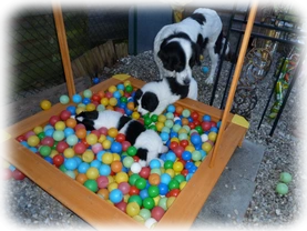 Landseer Welpen Spielplatz 14.png