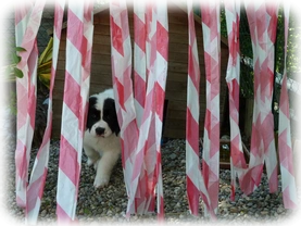 Landseer Welpen Spielplatz 15.png