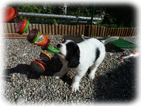 Landseer Welpen Spielplatz 16.png