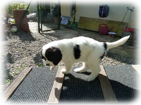 Landseer Welpen Spielplatz 18.png