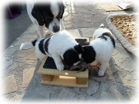 Landseer Welpen Spielplatz 19.png