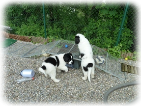 Landseer Welpen Spielplatz 20.png