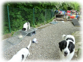 Landseer Welpen Spielplatz 21.png