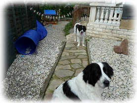 Landseer Welpen Spielplatz 22.png