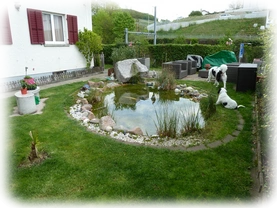 Landseer Welpen Spielplatz 24.png