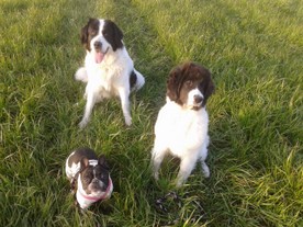 Landseer Cataleya 2.jpg