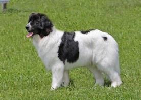 Landseerhündin Cathy.jpg