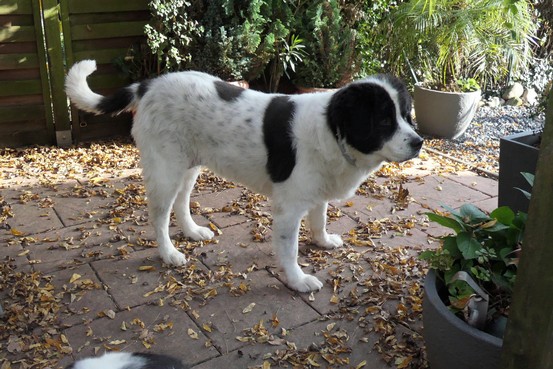 Landseerhündin Shanaya 1.jpg