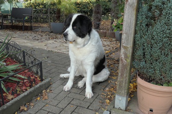 Landseerhündin Shanaya 2.jpg