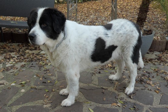 Landseerhündin Shanaya 3.jpg