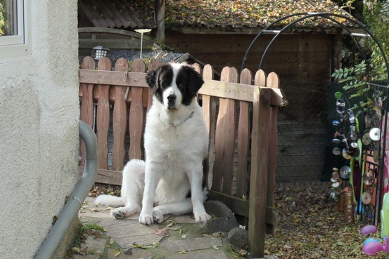 Landseerhündin Shanaya.jpg