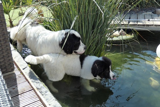 Landseerhündin Felora vom Palmenstein 1.jpg