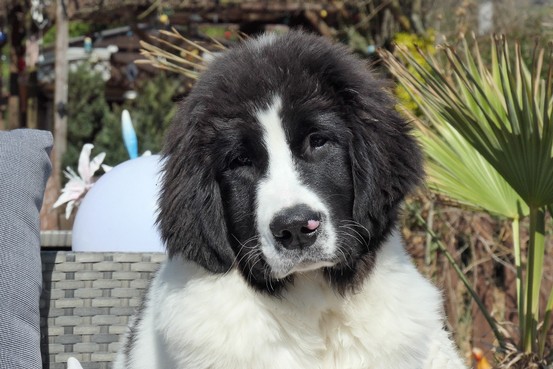 Landseerhündin Felora vom Palmenstein 2.jpg