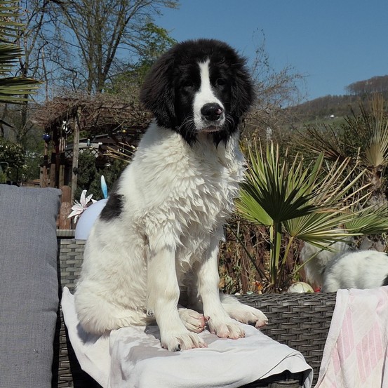 Landseerhündin Felora vom Palmenstein 3.jpg