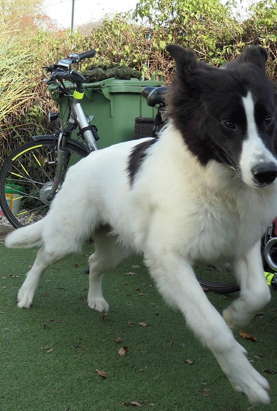 Landseerhündin Felora vom Palmenstein 7.jpg