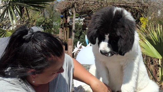 Landseerhündin Felora vom Palmenstein.jpg