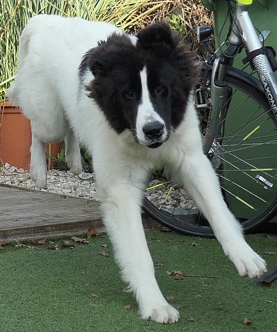 Landseerhündin Felora.jpg