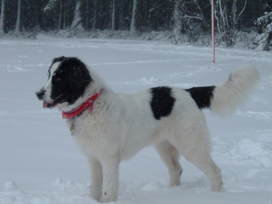 Landseer Tyra 10.JPG