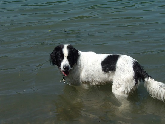 Landseer Tyra 11.jpg