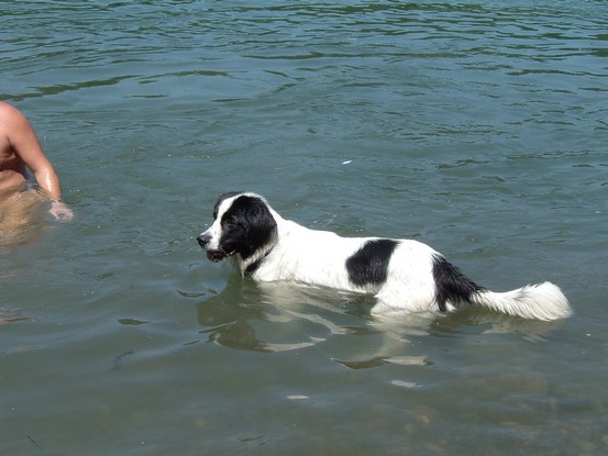 Landseer Tyra 12.jpg