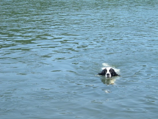 Landseer Tyra 13.jpg